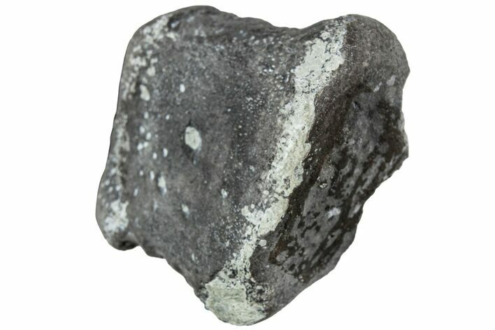 Juvenile Hadrosaur (Maiasaura) Phalanx Bone - Montana #231625